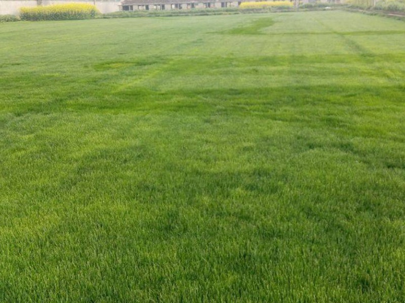 結(jié)縷草草坪 結(jié)縷草草坪