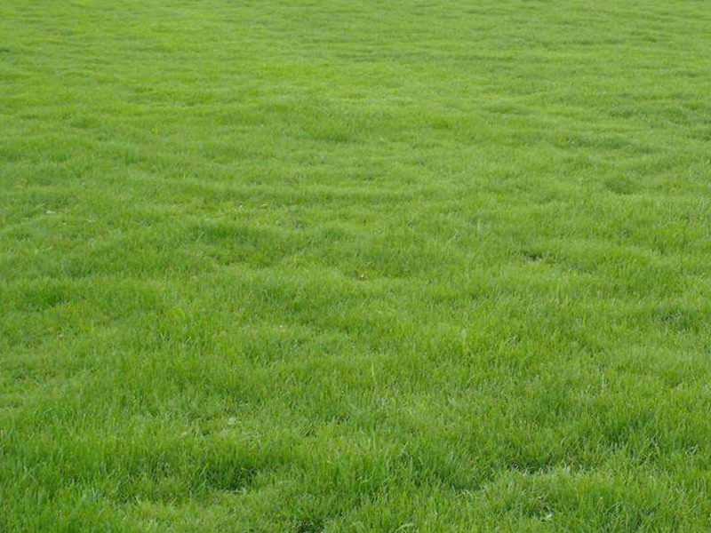 結(jié)縷草草坪 結(jié)縷草草坪