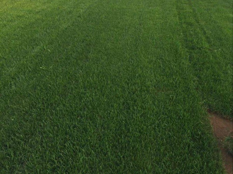 早熟禾草坪 早熟禾草坪