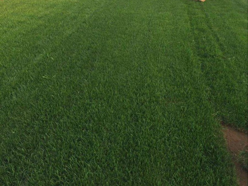 白標(biāo)高羊茅