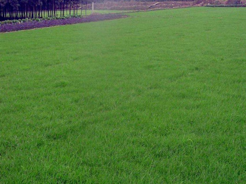 護坡高羊茅 護坡高羊茅