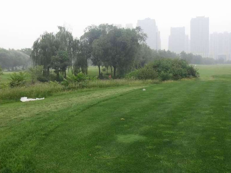 護坡高羊茅 護坡高羊茅