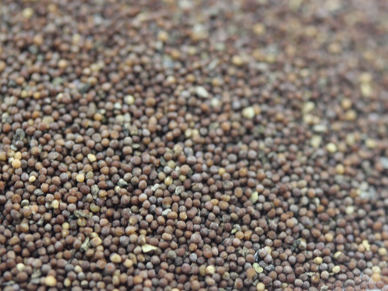 矮牽牛進(jìn)口 矮牽牛進(jìn)口