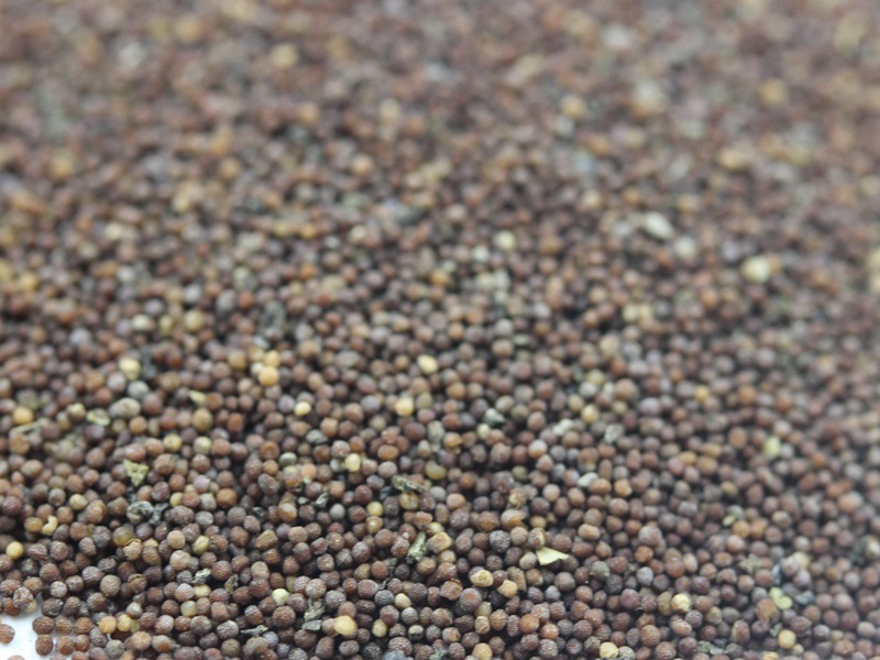 矮牽牛進(jìn)口 矮牽牛進(jìn)口