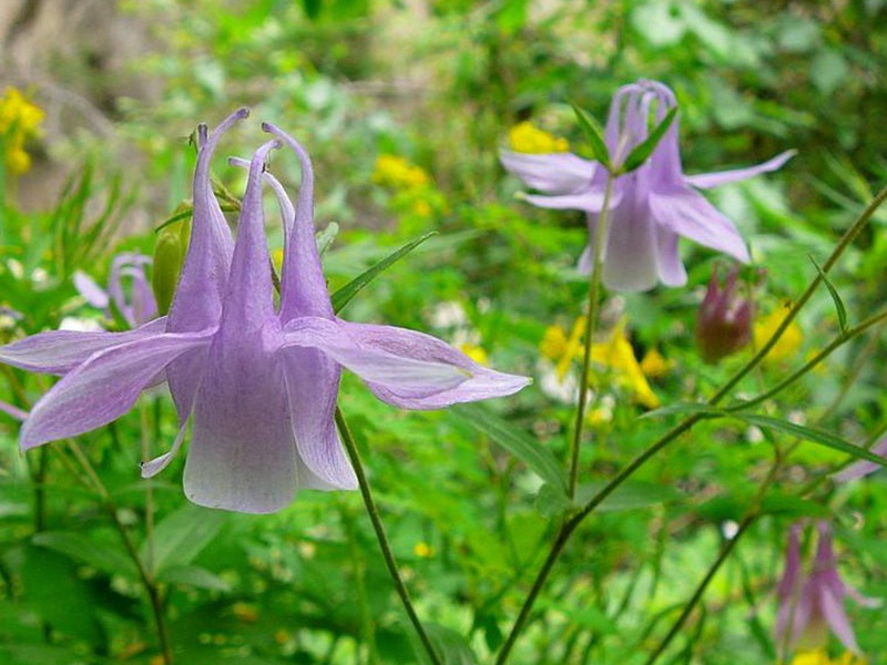 1598187637372793.jpg 2.jpg