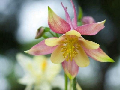 小花耬斗菜種子可以去哪兒買得到？