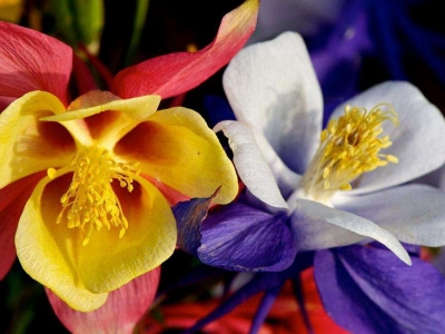 小花耬斗菜種子應(yīng)該在幾月份播種，生長比較好？