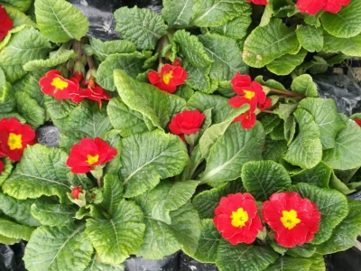 歐洲報春種子市場最新報價是多少？