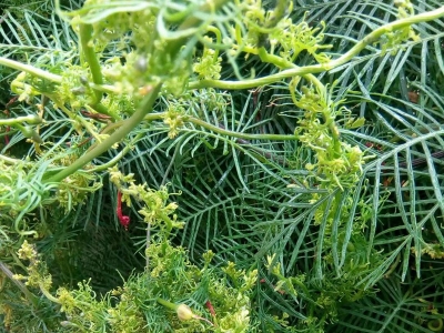 每平方米土地羽葉鳶蘿種子應(yīng)該播種多少？