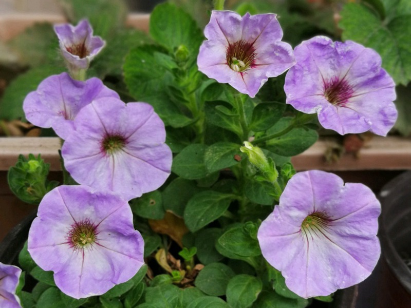 1600856172271966.jpg 13.jpg