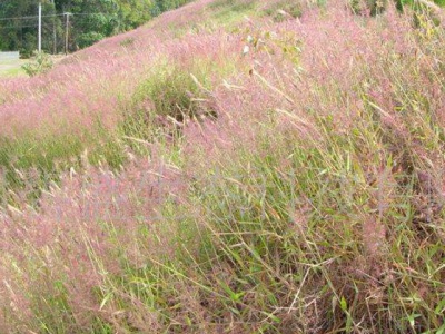 糖蜜草種子去哪買？