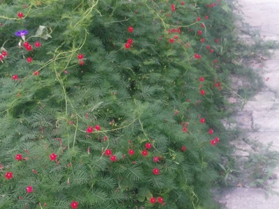 羽葉鳶蘿種子去哪里批發(fā)，價(jià)格是多少