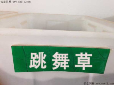 跳舞草種子價(jià)格，多少錢(qián)一斤？