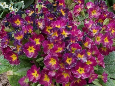 歐洲報春種子多少錢一斤