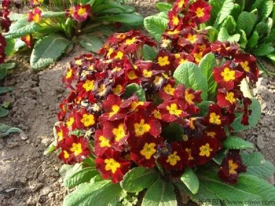 歐洲報春種子幾天發(fā)芽？