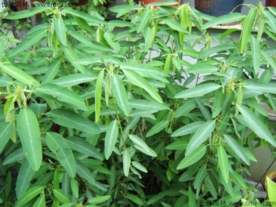 跳舞草種子幾天發(fā)芽