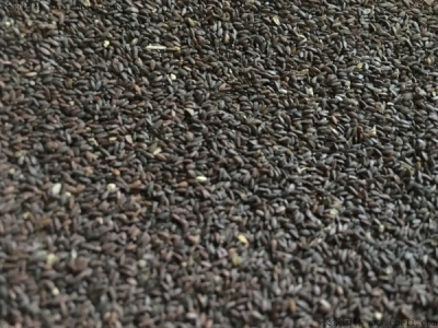 到哪里可以購(gòu)買(mǎi)跳舞草種子