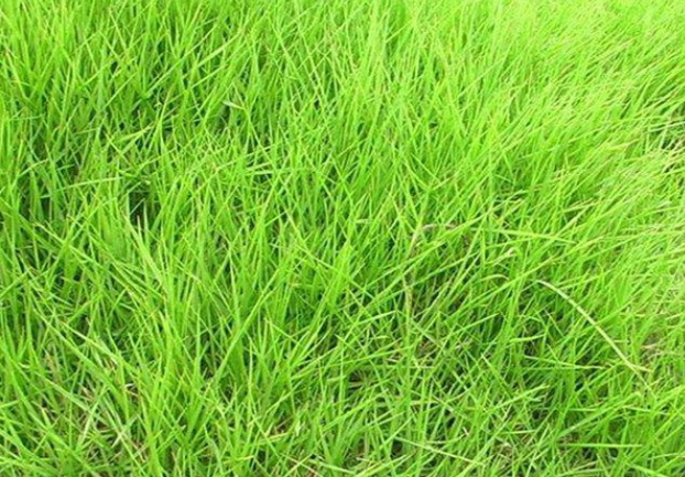 1627993213829393.jpg image.jpg