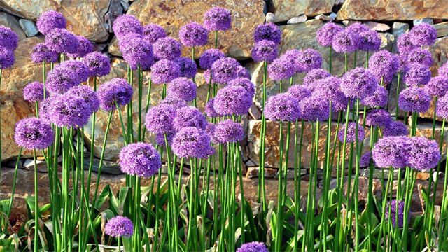 多年生草本花卉品種有哪些 多年生草本花卉品種有哪些