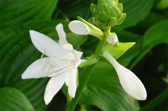 多年生草本花卉品種有哪些 多年生草本花卉品種有哪些