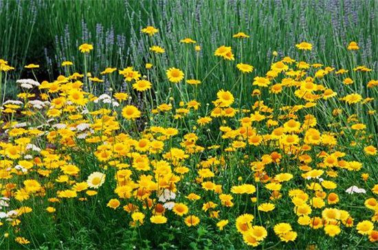多年生草本花卉品種有哪些 多年生草本花卉品種有哪些