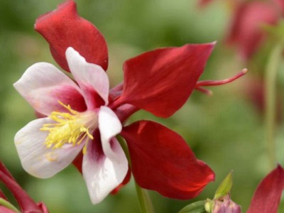 耬斗菜種子幾月播種？