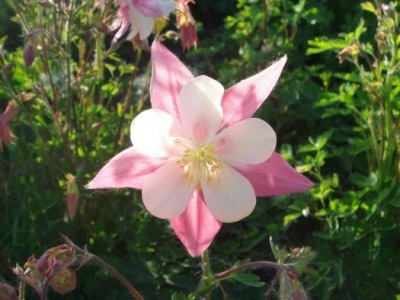 大花耬斗菜種子幾月播種最好？