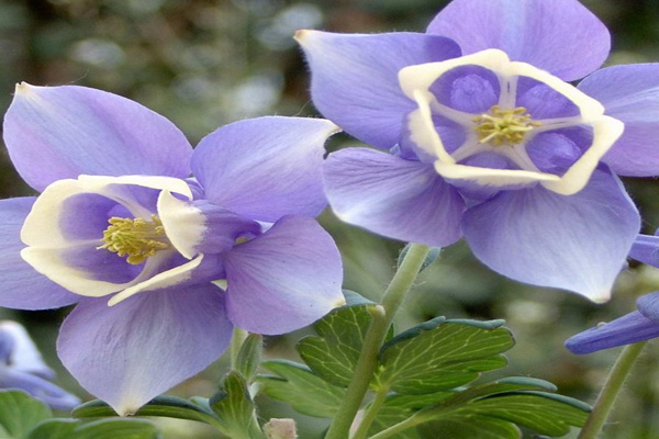 1636966343662160.jpg 大花耬斗菜2.jpeg.jpg