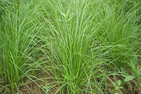 1637669190352270.jpeg 百喜草3.jpeg