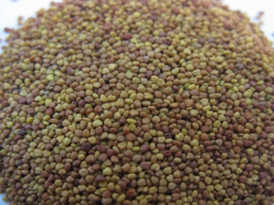 白三葉種子怎么種？