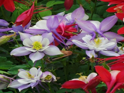 大花耬斗菜花語和寓意是什么？