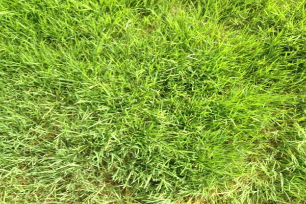 1640590122243727.jpg 剪股穎 2.JPG