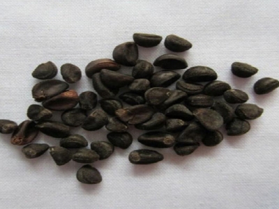 牽牛花種子夏季能種嗎？