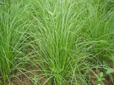 百喜草可以作為牧草使用嗎？