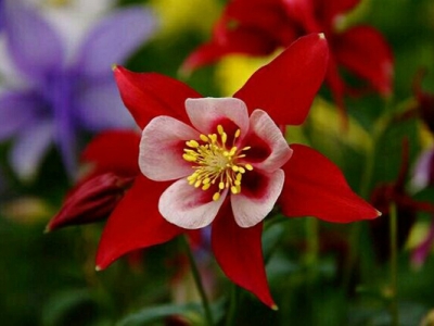 大花耬斗菜當(dāng)年種開花嗎？