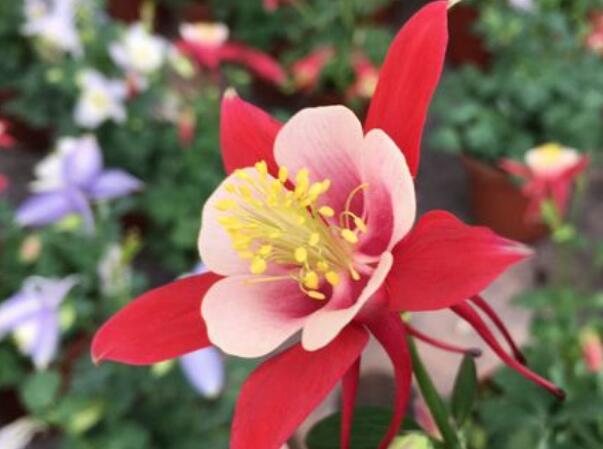 1651053194248452.jpg 5.jpg