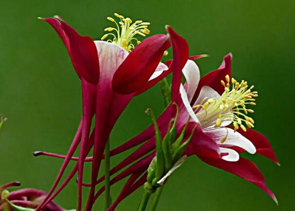 1651053217736386.jpg 5++.jpg