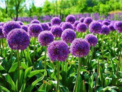 大花蔥種子多長(zhǎng)時(shí)間開花？