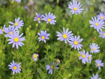 雛菊種子多久開花？