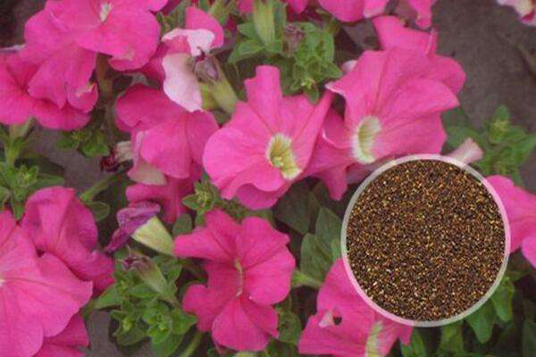 1656288566675089.jpeg 矮牽牛種子.jpeg