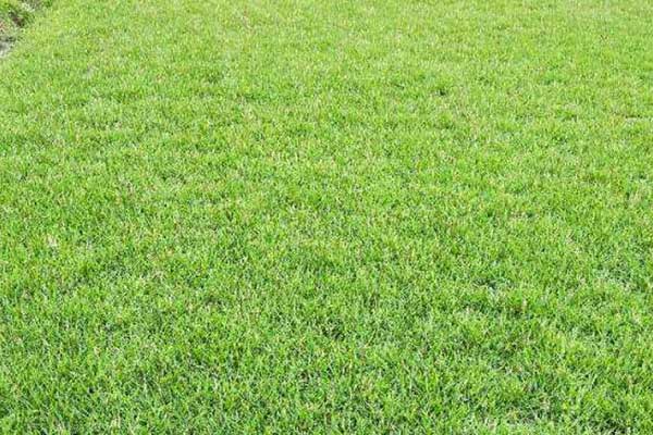 1658797757317854.jpeg 臺灣草2.jpeg