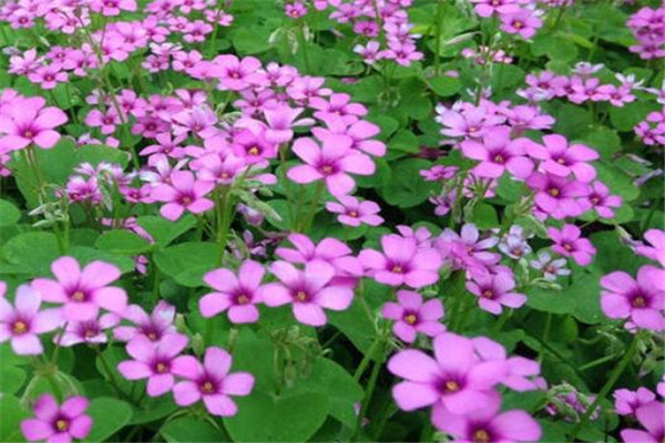 1658885049355710.jpeg 紅三葉.jpeg