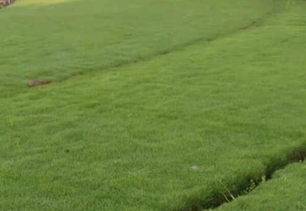 1659311846892019.jpg 天鵝.jpg