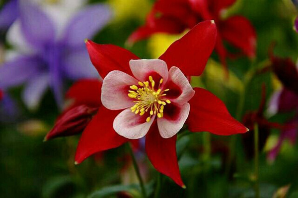 1660692544200059.jpg 大花耬斗菜3.jpg