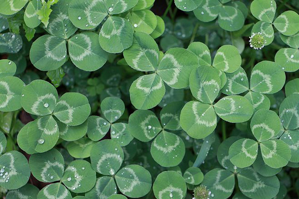 1660705878544346.jpeg 白三葉.jpeg