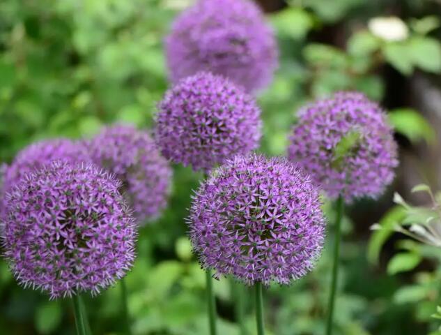 1661787426977049.jpg 5++.jpg