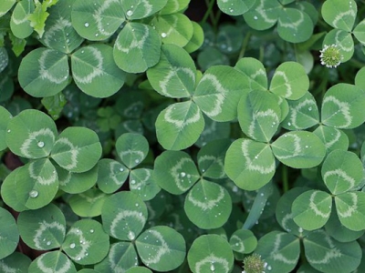 白三葉和紅三葉的區(qū)別是什么？