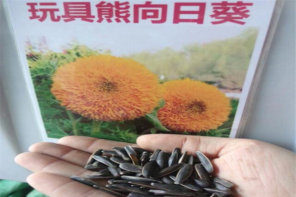 1663550713984072.jpeg 玩具熊向日葵種子.jpeg