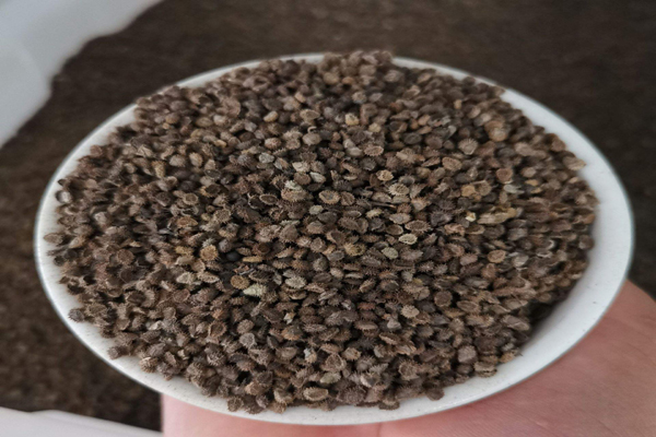 1663668241295970.jpeg 跳舞草種子.jpeg