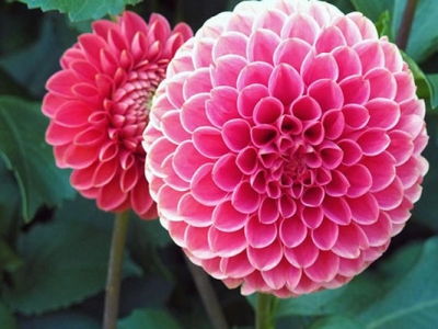 大麗花種子什么時(shí)候種植最好？